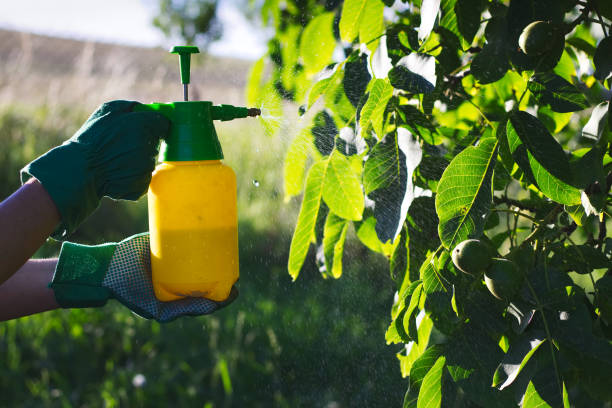 uso de pesticidas contra las plagas en nogal - walnut tree walnut nut branch fotografías e imágenes de stock