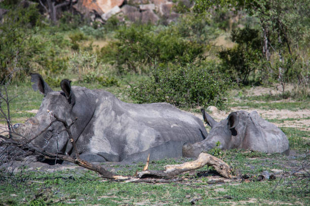 istock Zimbabwe: Southern White Rhinoceros 943800104