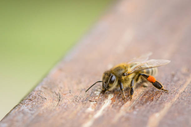 istock Close up bee standing on a wood board, on the outside 943803404