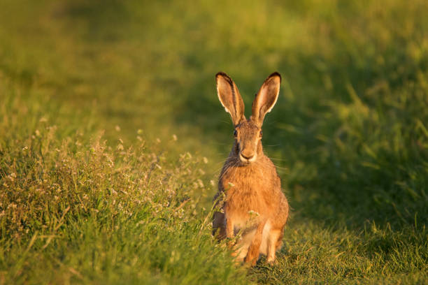 istock European hare stands on the grass on a beautiful evening light (Lepus europaeus) 943803624