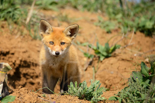 istock young Fox stands near his hole and looks at the camera 943803718