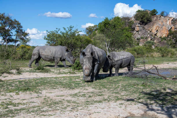 istock Zimbabwe: Southern White Rhinoceros 943804488