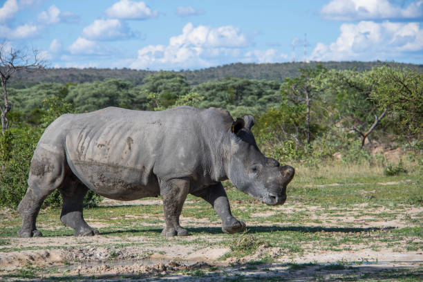 istock Zimbabwe: Southern White Rhinoceros 943806622