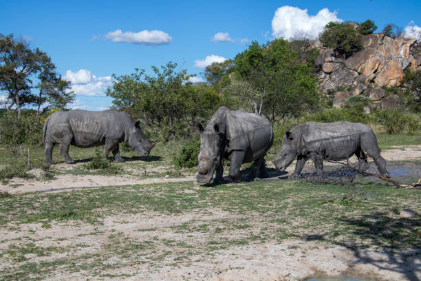 istock Zimbabwe: Southern White Rhinoceros 943806800