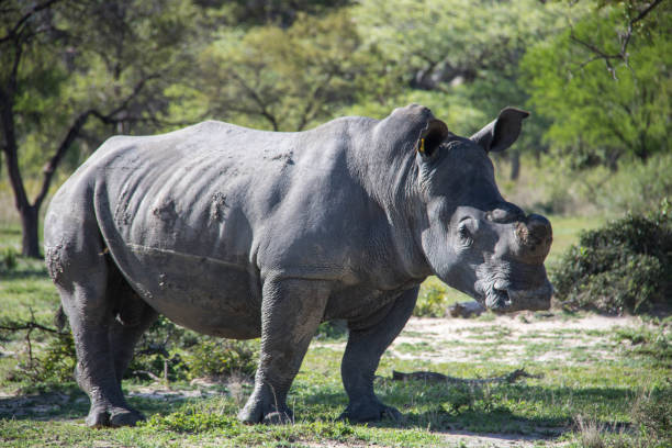 istock Zimbabwe: Southern White Rhinoceros 943807174