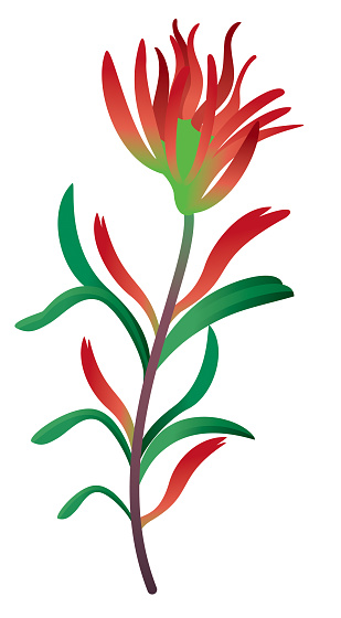 Vector Indian Paintbrush