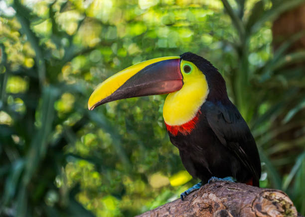 istock Yellow Throated toucan portrait 943810800