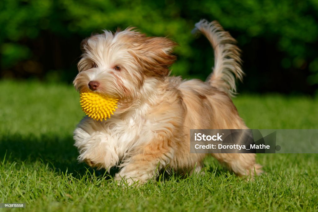 Playful havanese puppy walking with her ball in the grass Playful chocolate colored havanese puppy dog walking with a yellow ball in her mouth in the grass Havanese Stock Photo