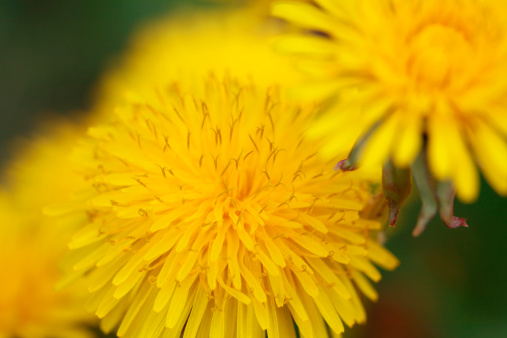 Close-up of three yellow dandelions with a blurred green background.