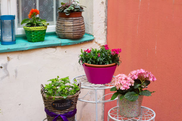 istock flowers in pots with wall and window 943821614