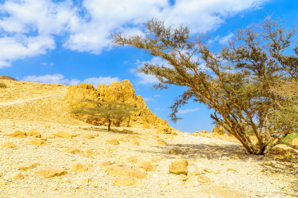 This is a photograph of a tree growing in the stone landscape at Twyfelfontein a Unesco World Heritage Site in the Damaraland region of Namibia, Africa.