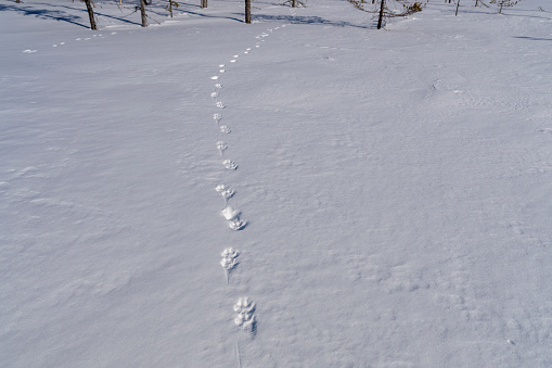 The track of a hare in the snow