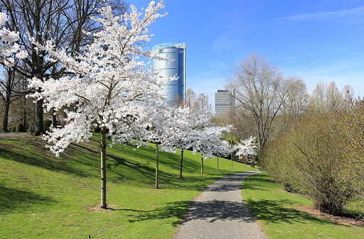 Crabapple trees lining a curved path