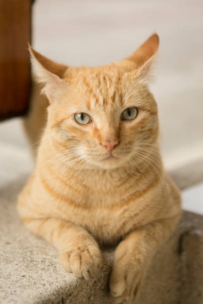 istock Street Cat Close-up 943824464
