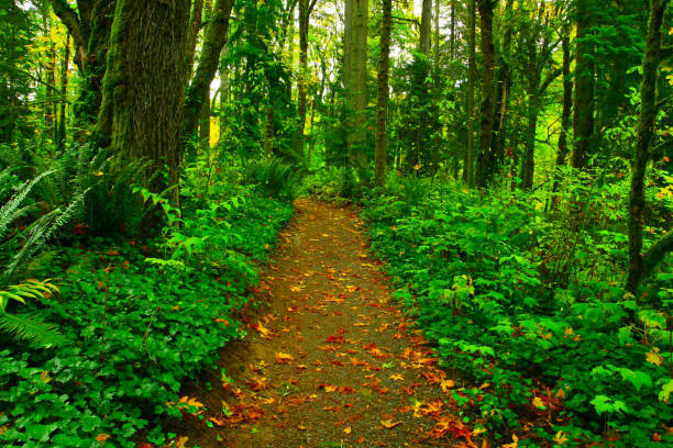 istock Pacific Northwest forest hiking trail 943827388