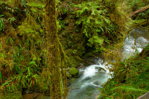 istock Pacific Northwest rainforest and Douglas fir trees 943827778