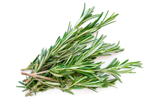 istock Isolated Rosemary herb. Fresh green rosemary bunch isolated on a white background. Top view. Flat lay