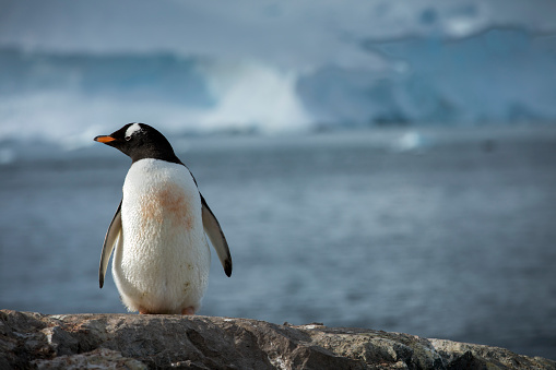 A Gentoo Penguin stands above its colony and looks out to sea in Antarctica, while ice bergs float by, and a glacier in the background crashes into the icy ocean.
