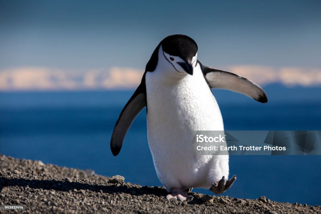 Happy Feet A Chinstrap Penguin walks precariously along the ridge of Bailey Head on Deception Island in Antarctica, high above the icy ocean below. Penguin Stock Photo