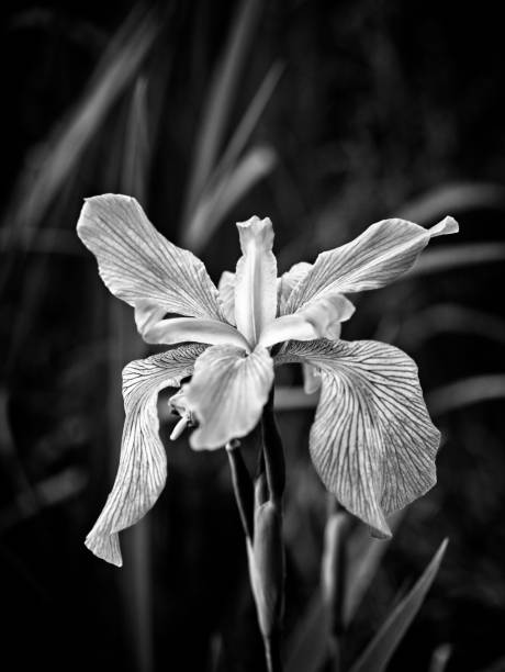 istock Iris in a Swamp Blooming B&W 943834304