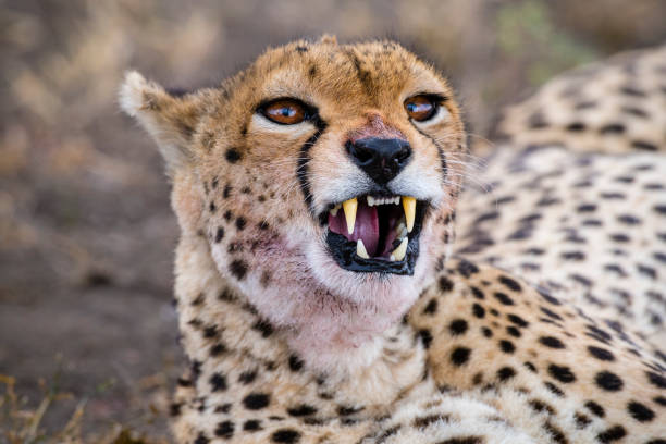 Cheetah, Acinonyx jubatus, close-up.  Tanzania, Ngorongoro.