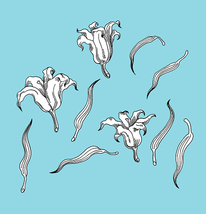 Three white lilies on blue background. Parts of flowers.