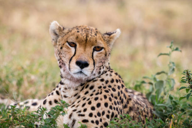 istock Cheetah head close-up, Africa 943835152