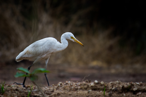 An egret is any of several herons, most of which are white or buff, and several of which develop fine plumes during the breeding season.