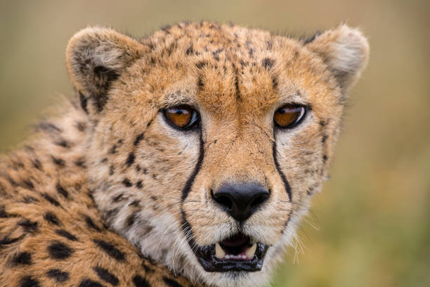 istock Cheetah head close-up, Africa 943837570