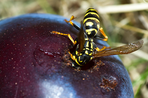 close up of a yellow jacket's butt sticking out of a hole in an overripe plum