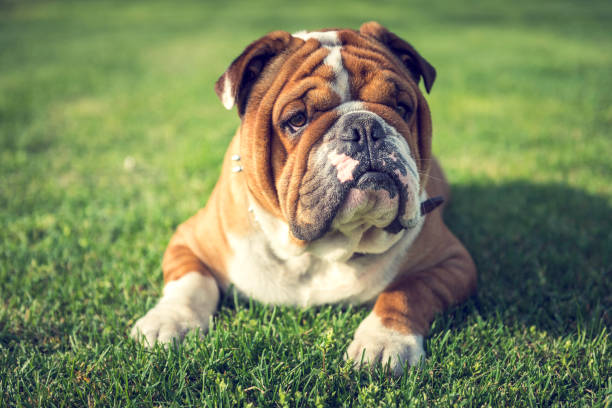 istock Cute English bulldog 943848026