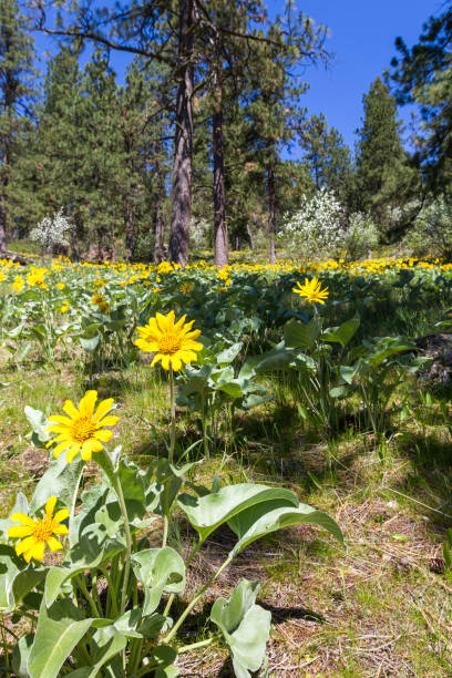 istock Hiking tubs hill, CDA Idaho 943848218