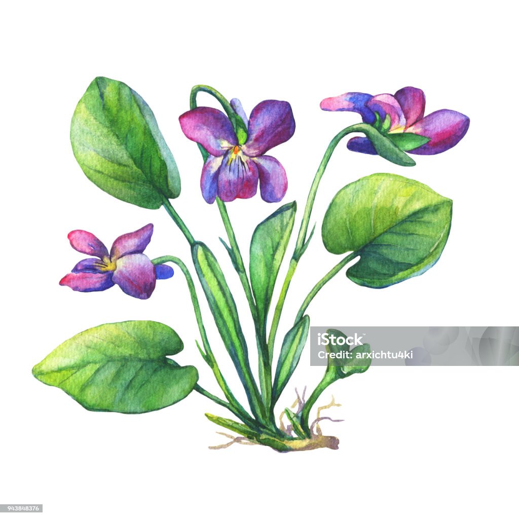 Ilustración de Dibujo De Flor Silvestre De Fragantes Violetas Acuarela Dibujado A Mano Pintura Ilustración Aislada Sobre Fondo Blanco y más Vectores Libres de Derechos de Violeta - iStock Ilustración de Dibujo De Flor Silvestre De Fragantes Violetas Acuarela Dibujado A Mano Pintura Ilustración Aislada Sobre Fondo Blanco y más Vectores Libres de Derechos de Violeta - iStock