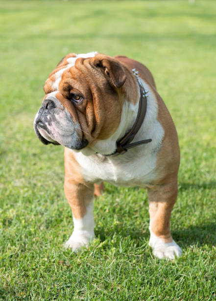 istock Cute English bulldog 943848382