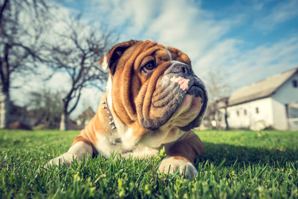 istock Cute English bulldog 943848528