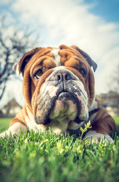 istock Cute English bulldog 943848532