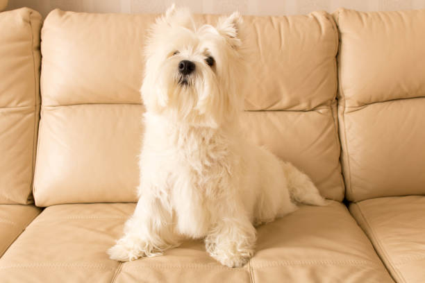 istock West highland white Terrier sits on a leather sofa 943848538