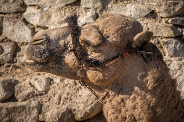 istock Sinai nature and wildlife 943848584