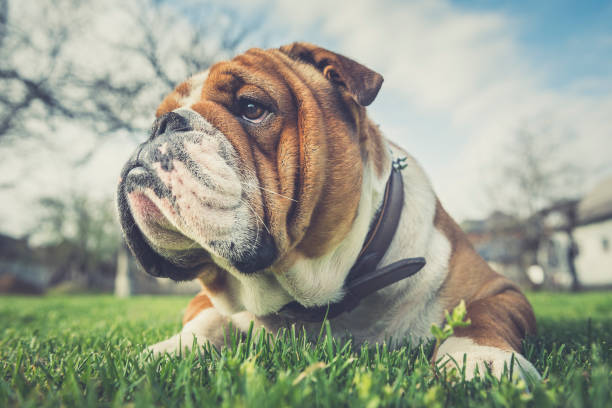 Cute English bulldog
