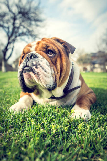 istock Cute English bulldog 943848664