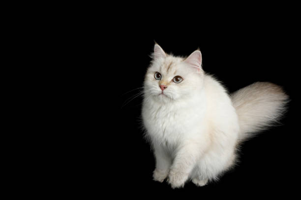 istock Adorable British Cat with Blue eyes on Isolated Black Background 943854486
