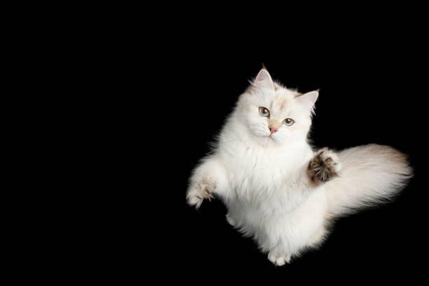 istock Adorable British Cat with Blue eyes on Isolated Black Background 943854510