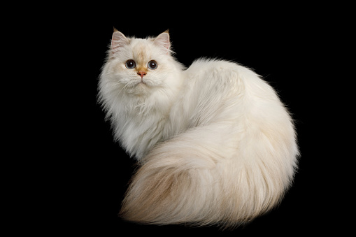 British breed Cat Color-point fur and Huge Furry Tail with magic Blue eyes, Sitting on Isolated Black Background