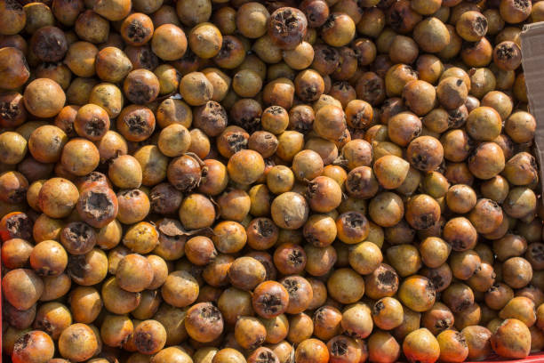 Freshly picked up ripe medlar fruit species mespilus germanica
