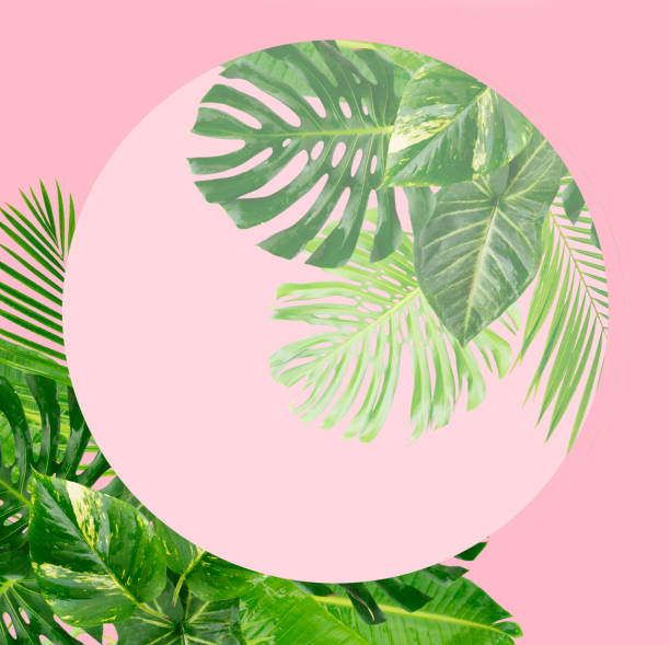 istock Tropical green leaves 943855688