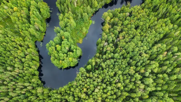 Photo of Aerial view on the forest and river. Beautiful natural landscape at the summer time