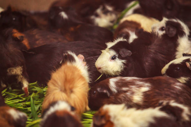 closeup, selective focus on white, red brown guinea pigs eating morning green glory vegetable pet food. The domestic guinea pig, also known as domestic cavy or simply cavy, is a species of rodent.