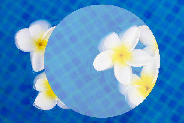 istock fresh  frangipani flowers  on blue wat 943856462