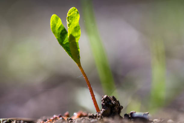 istock A tiny green plant growing up from earth 943858982