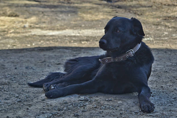 istock Black mongrel dog in a collar resting in the shade 943862750